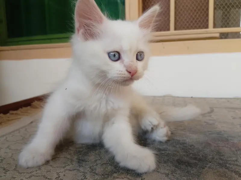 Persian Kittens for Sale — photo 12