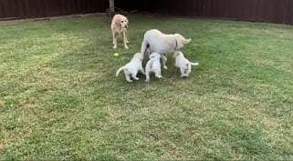 Labrador puppy