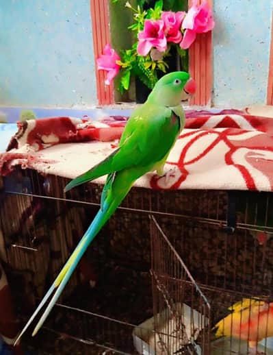 rawa parrot's pair