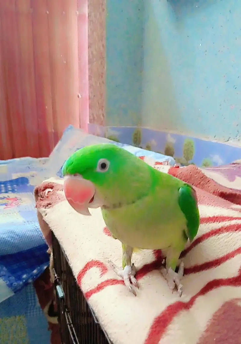 rawa parrot's pair — photo 2