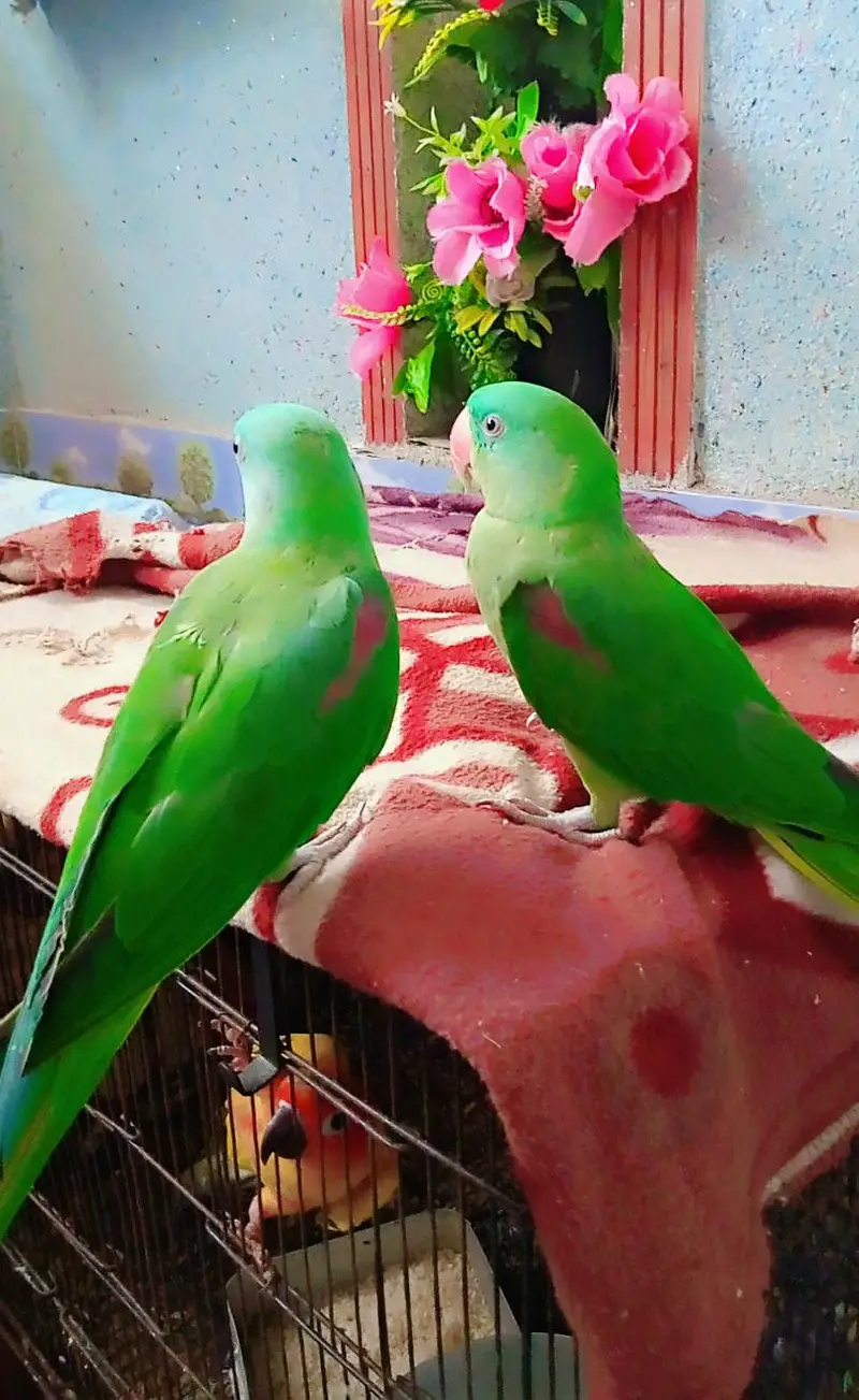 rawa parrot's pair — photo 3