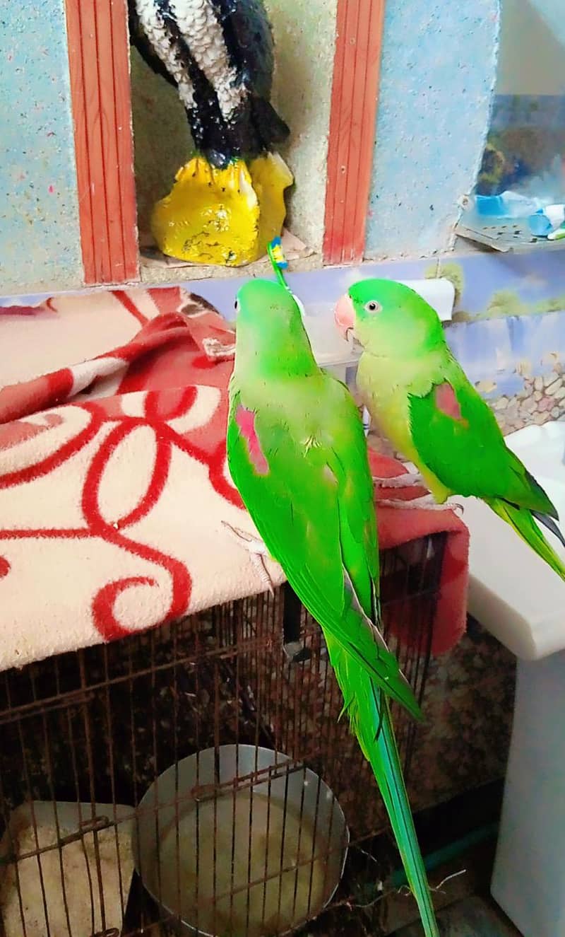 rawa parrot's pair 3