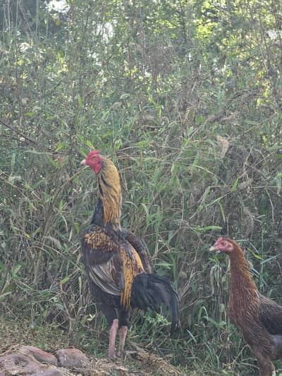 Home breed Aseel