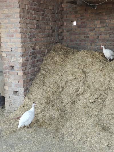 white gunia fowl set of 3