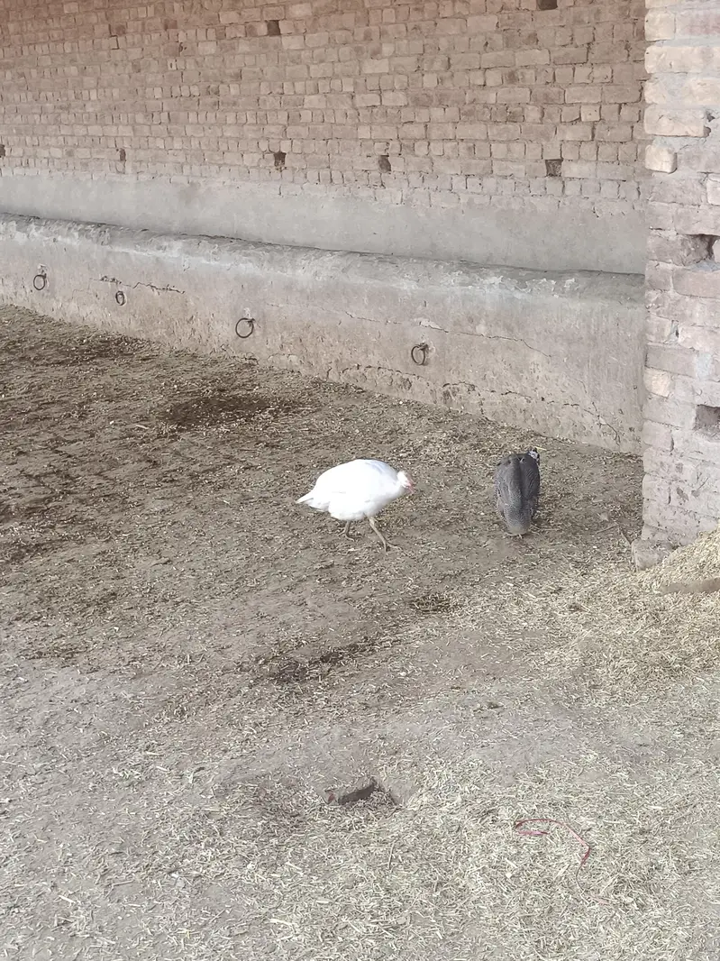 white gunia fowl set of 3 — photo 2