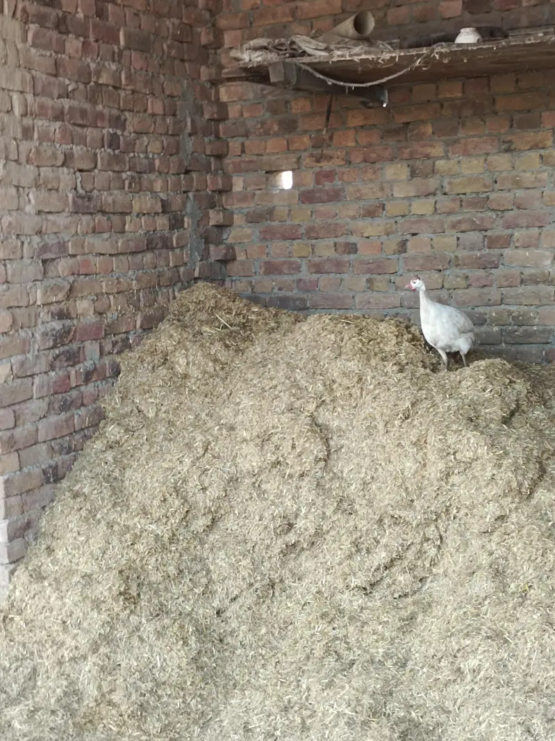 white gunia fowl set of 3 — photo 3