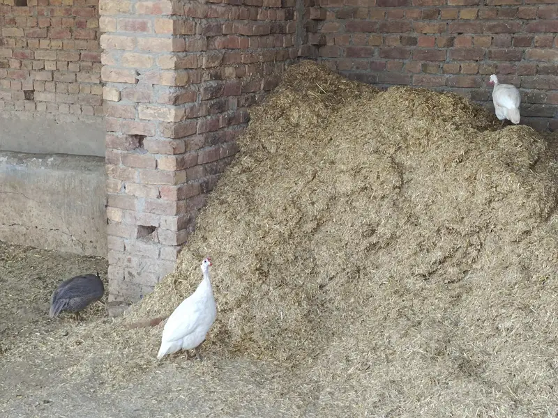 white gunia fowl set of 3 — photo 4