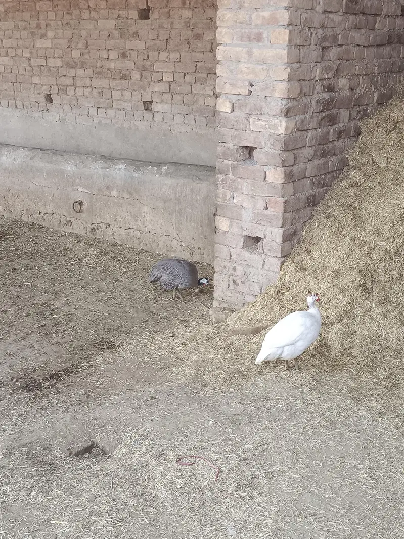 white gunia fowl set of 3 — photo 5