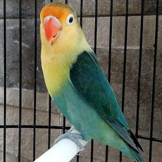 Quality birds 1