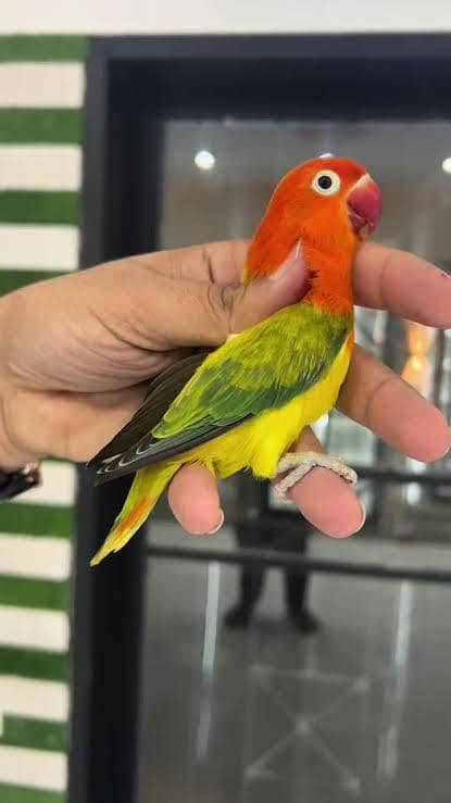 Quality birds 3