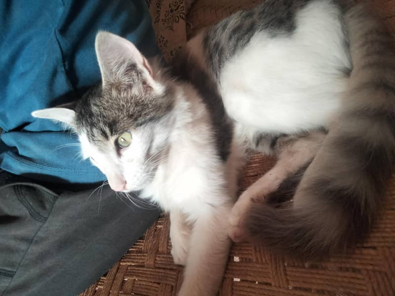 Persian cat 0