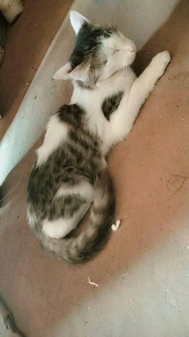 Persian cat 1
