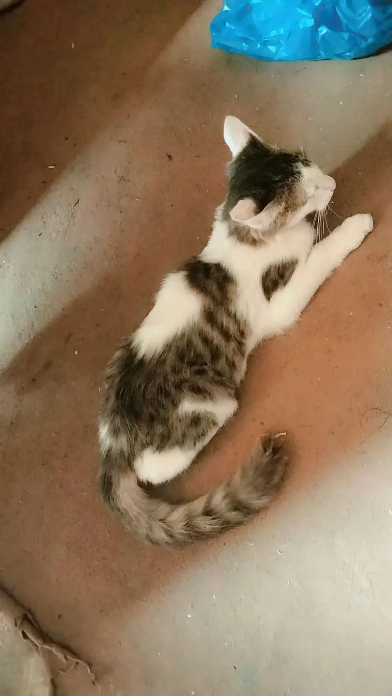 Persian cat — photo 3