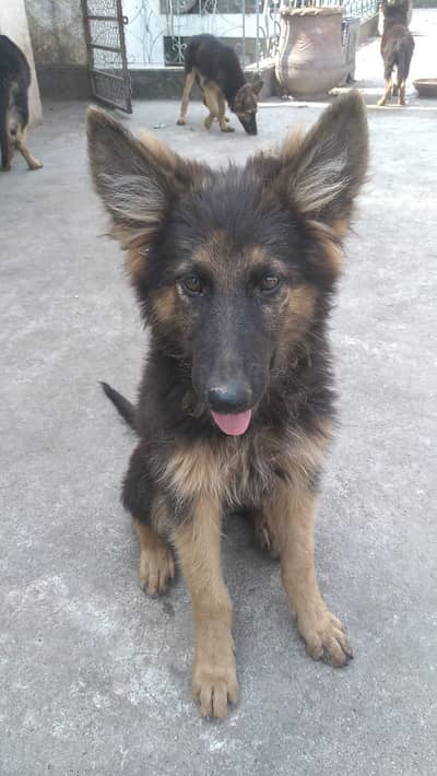 GSD PUPPIES  FOR SALE