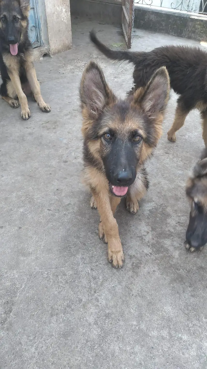 GSD PUPPIES  FOR SALE — photo 2