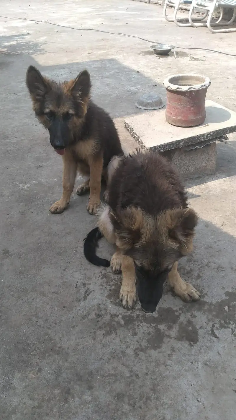 GSD PUPPIES  FOR SALE — photo 3