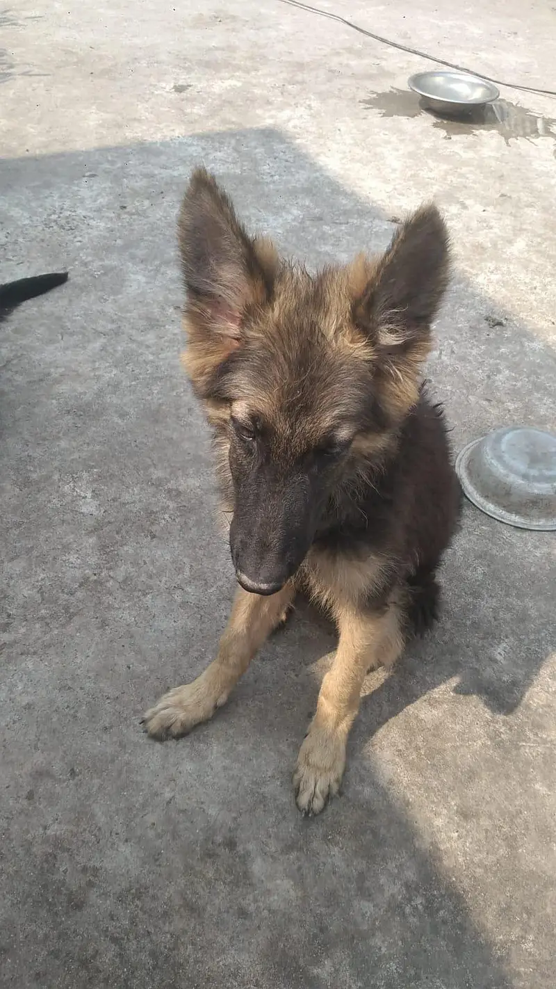 GSD PUPPIES  FOR SALE — photo 4