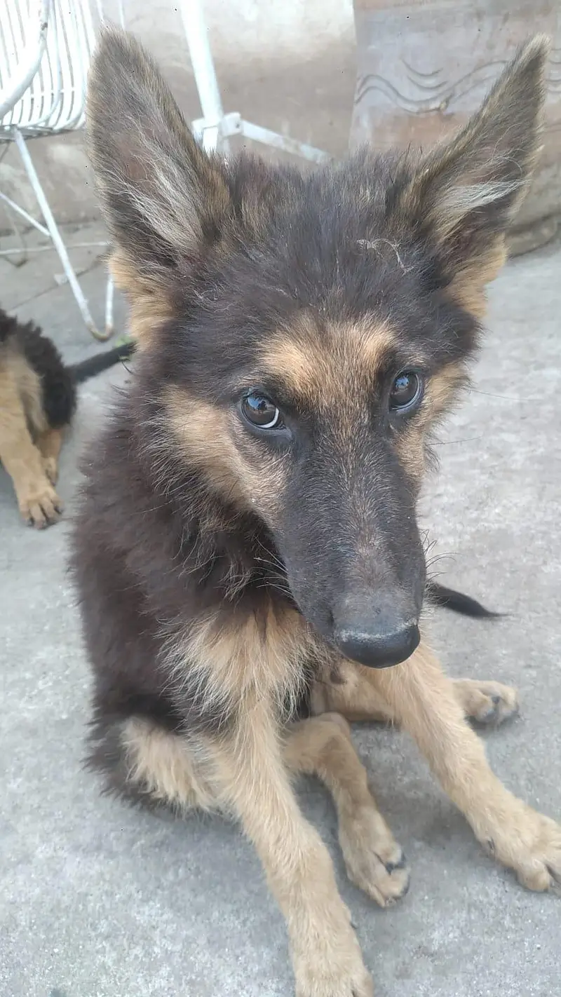 GSD PUPPIES  FOR SALE — photo 5