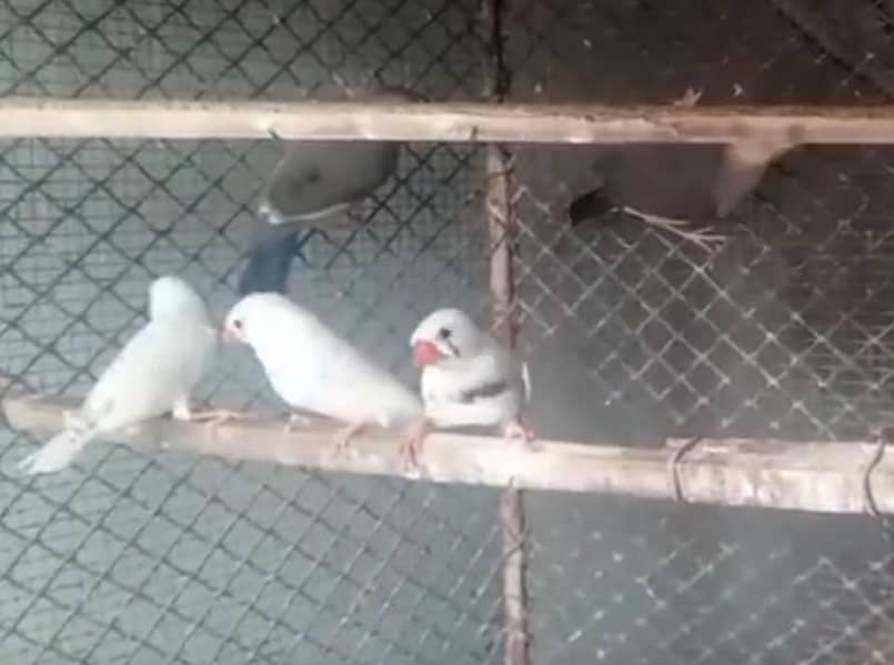 Finch, Java 0