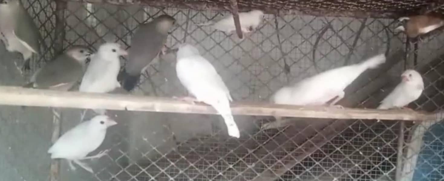 Finch, Java 1