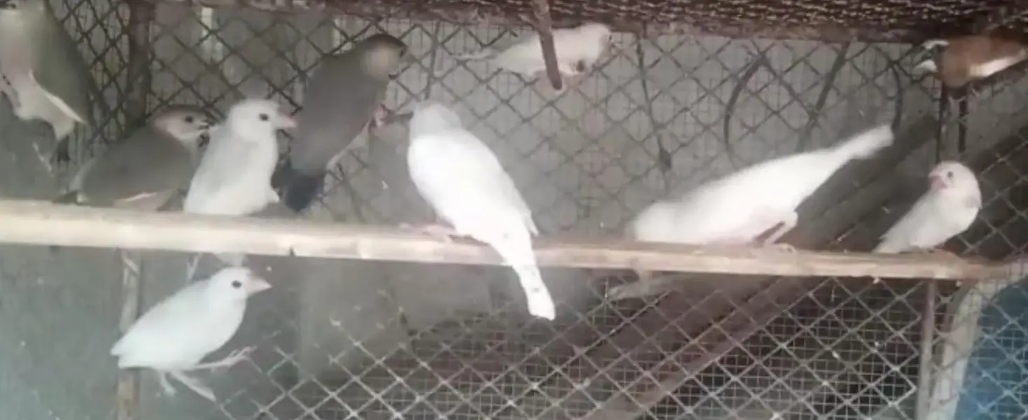 Finch, Java — photo 2