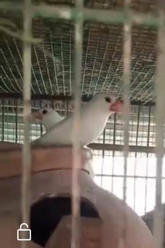 Finch, Java 3