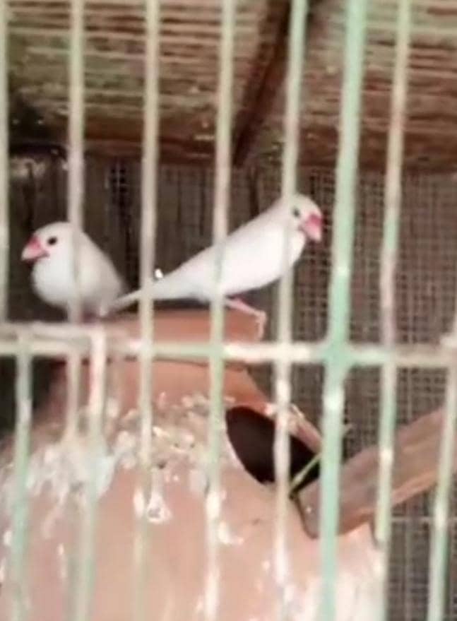Finch, Java 5