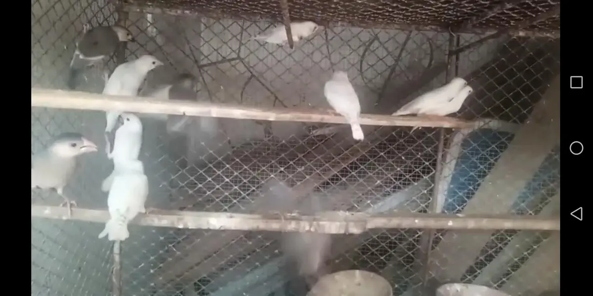 Finch, Java — photo 12