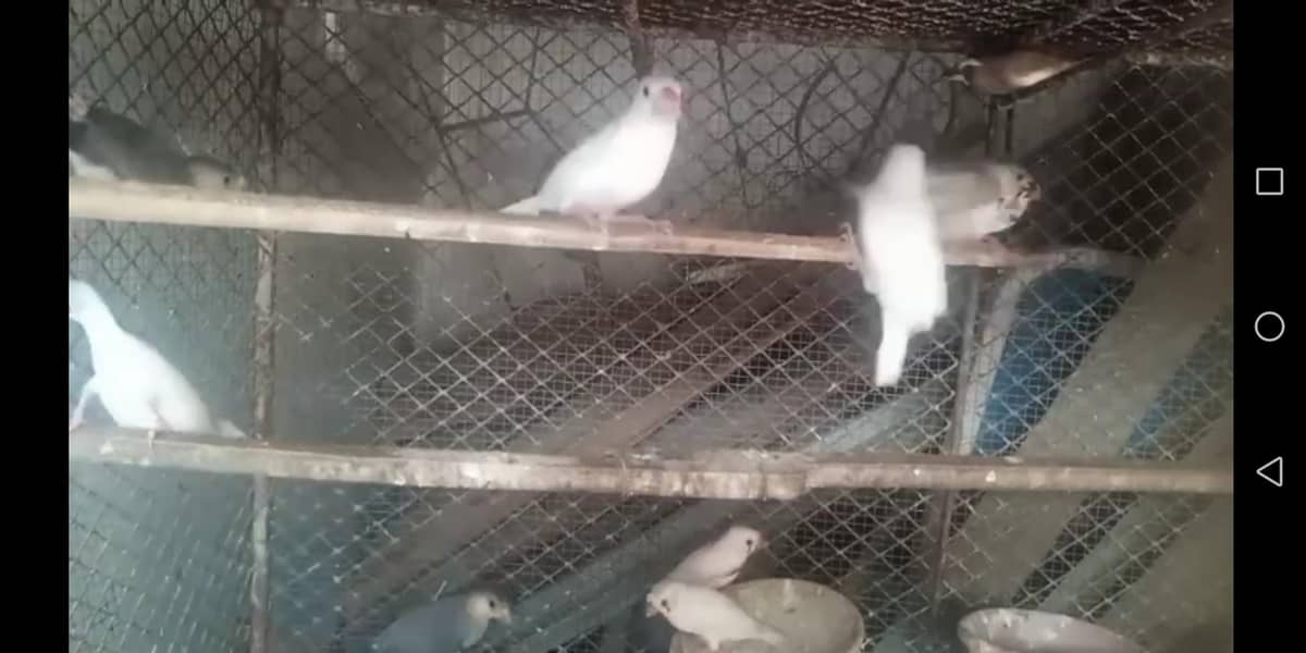 Finch, Java 12