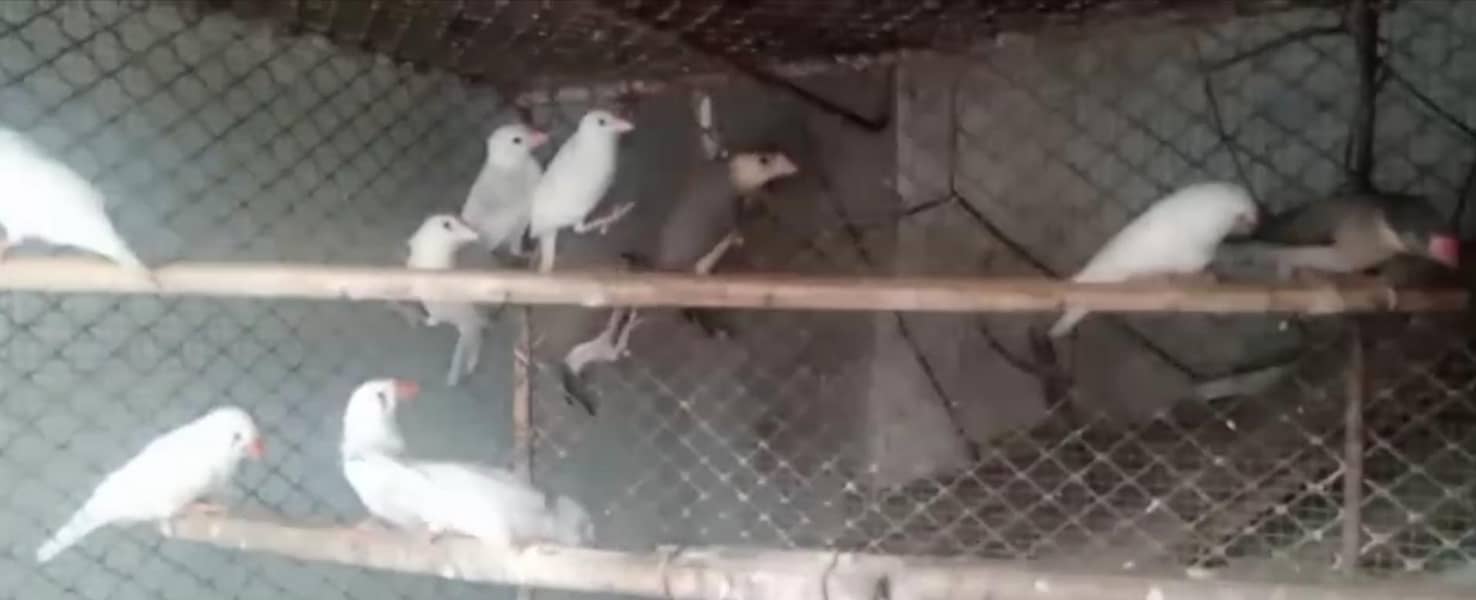 Finch, Java 14