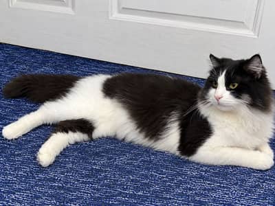 Fluffy Black & White Male Cat for Sale
