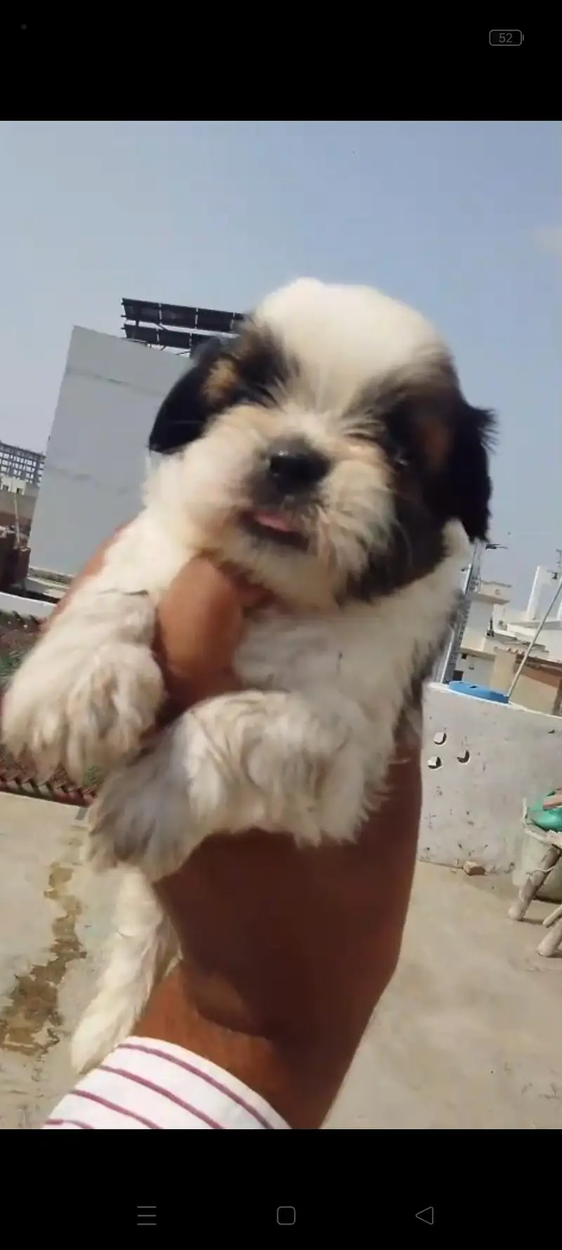 Top Quality Shitzu Puppy — photo 4