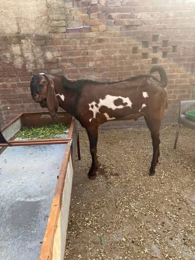 Breedar bakra