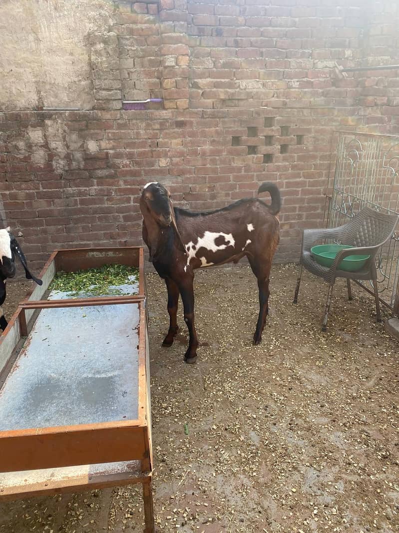 Breedar bakra 1