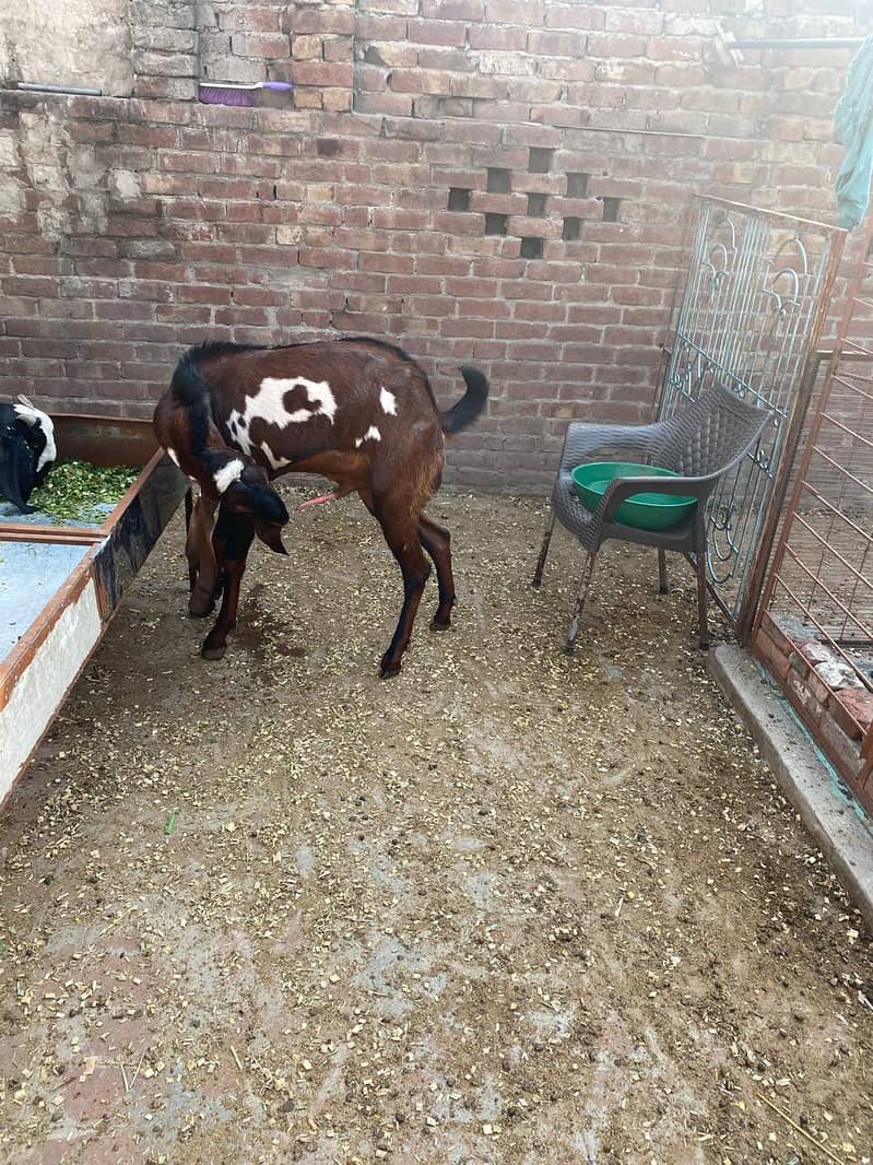Breedar bakra 2