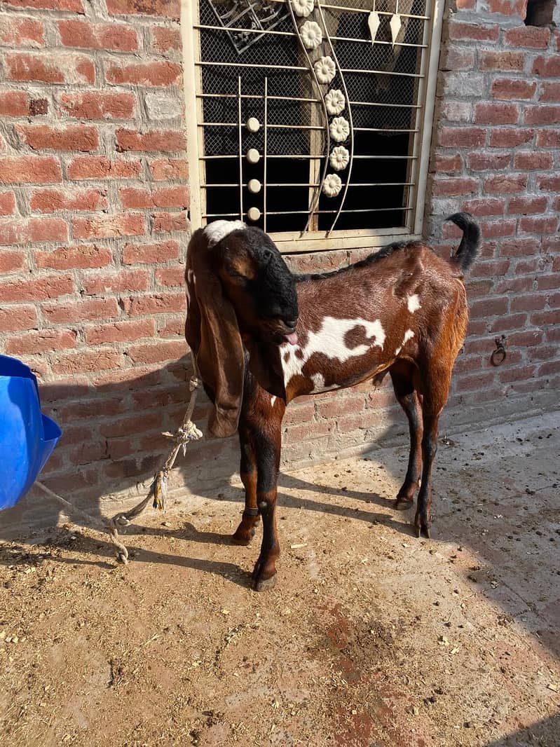 Breedar bakra 3