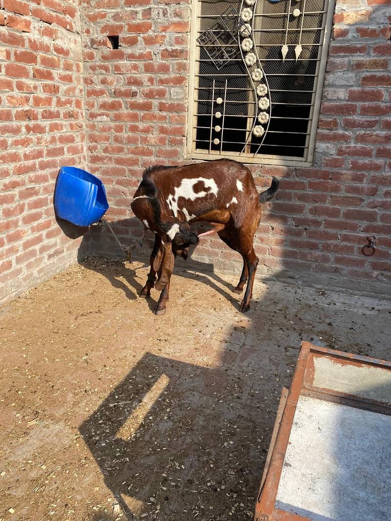 Breedar bakra 5