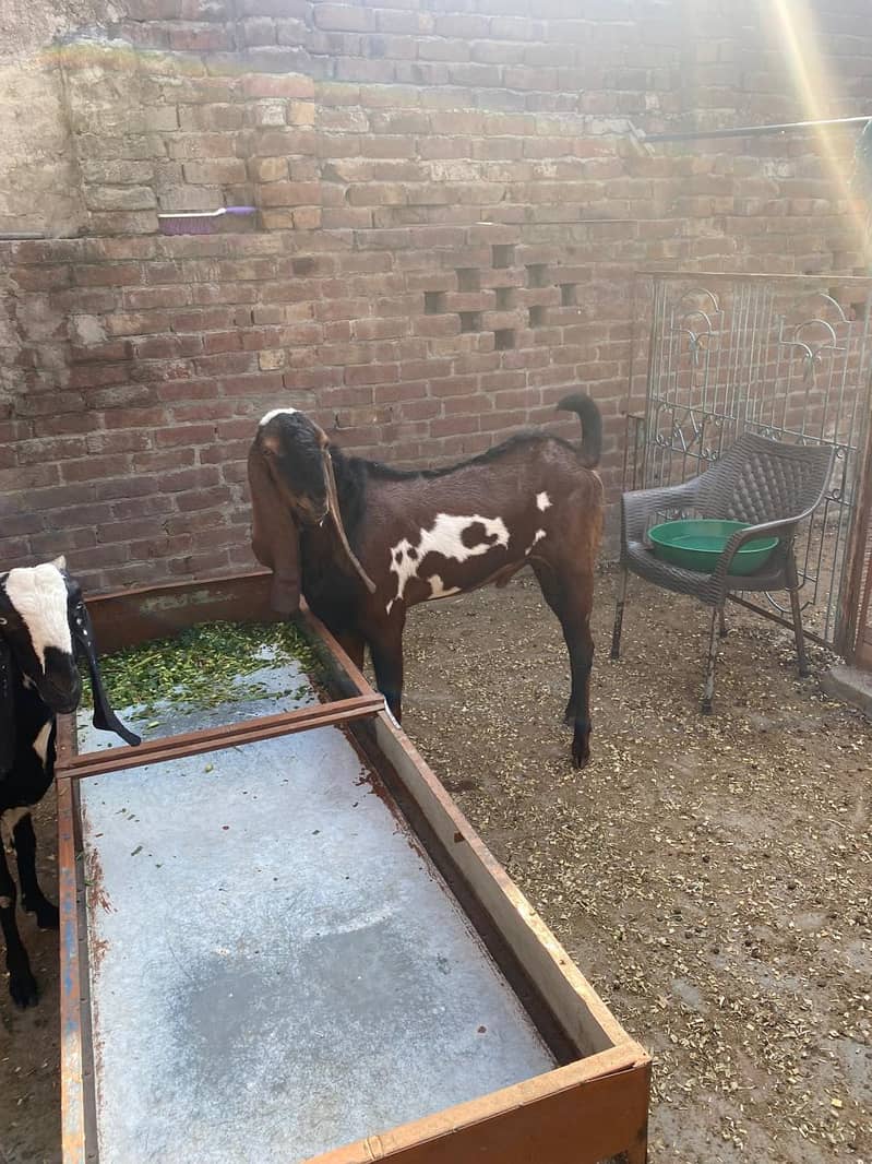 Breedar bakra 6