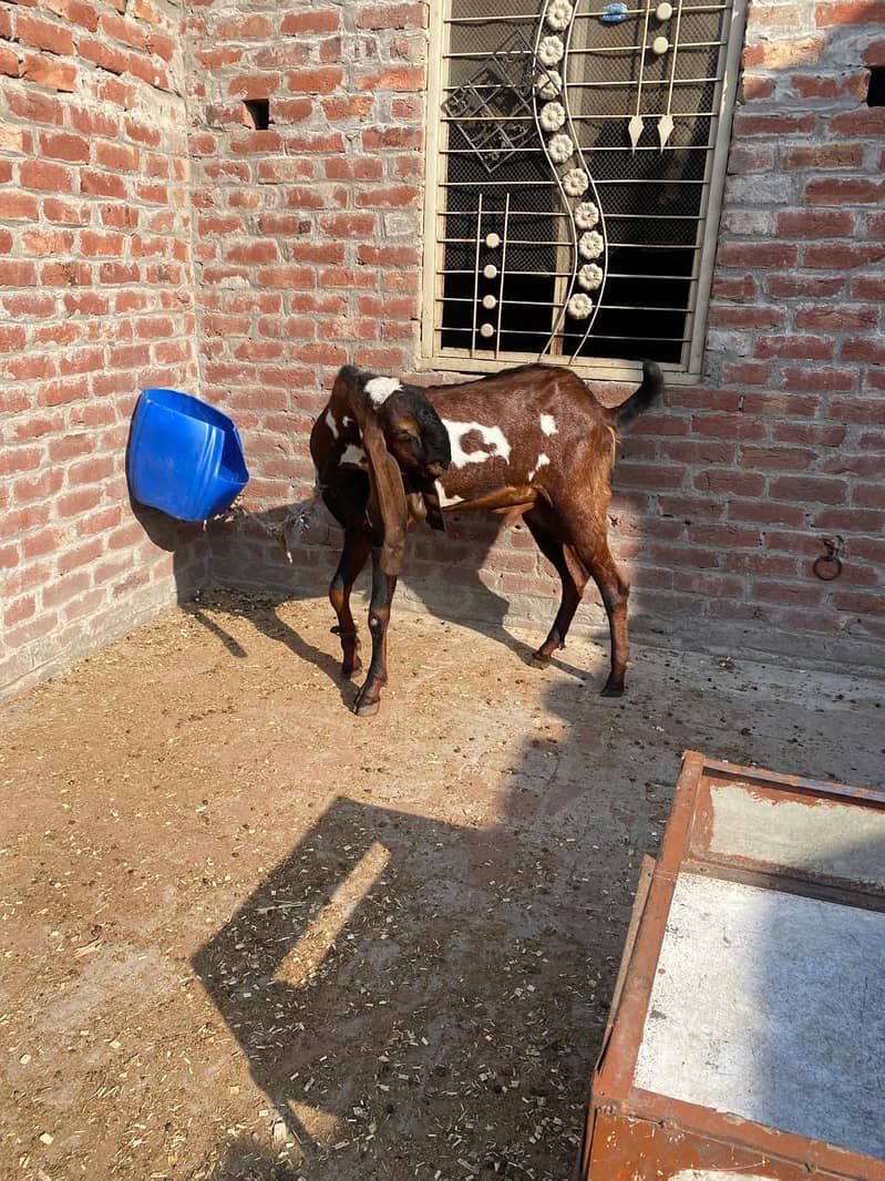 Breedar bakra 7