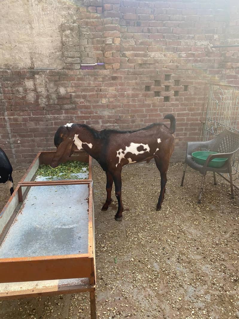 Breedar bakra 8