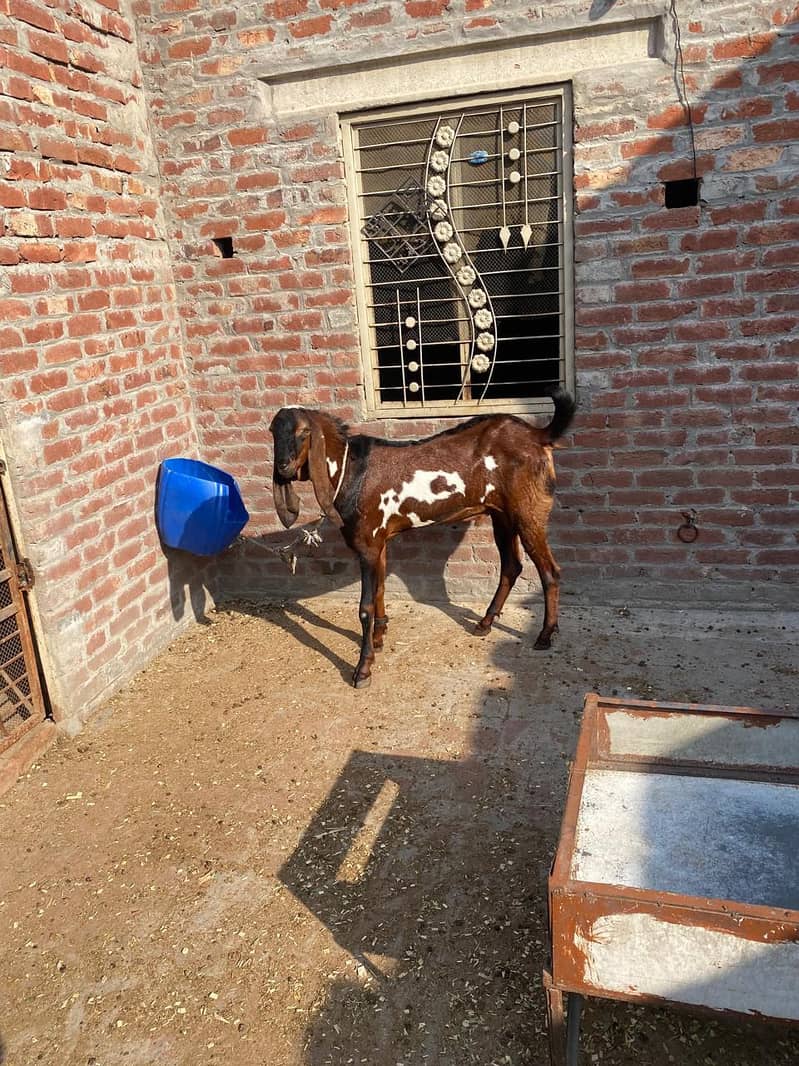 Breedar bakra 9