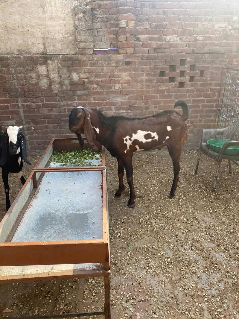 Breedar bakra 11