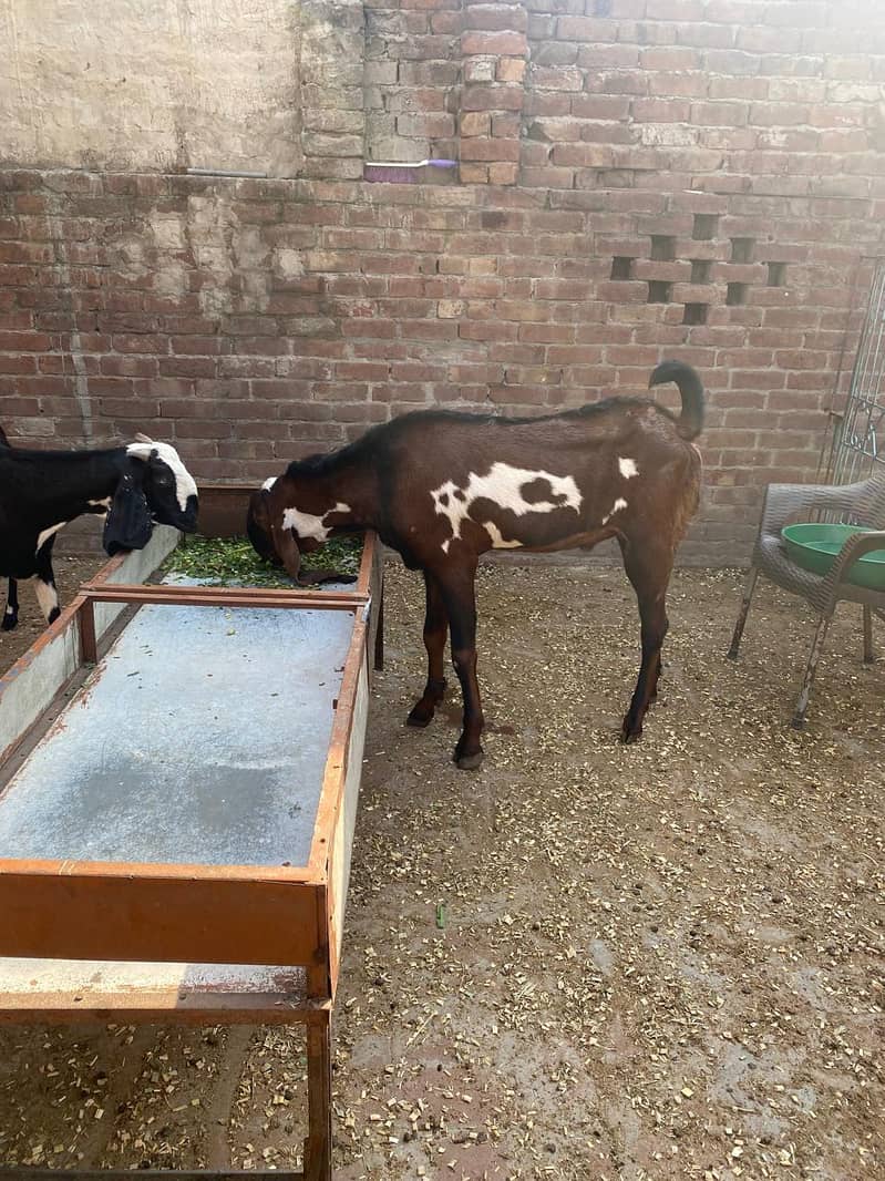 Breedar bakra 12