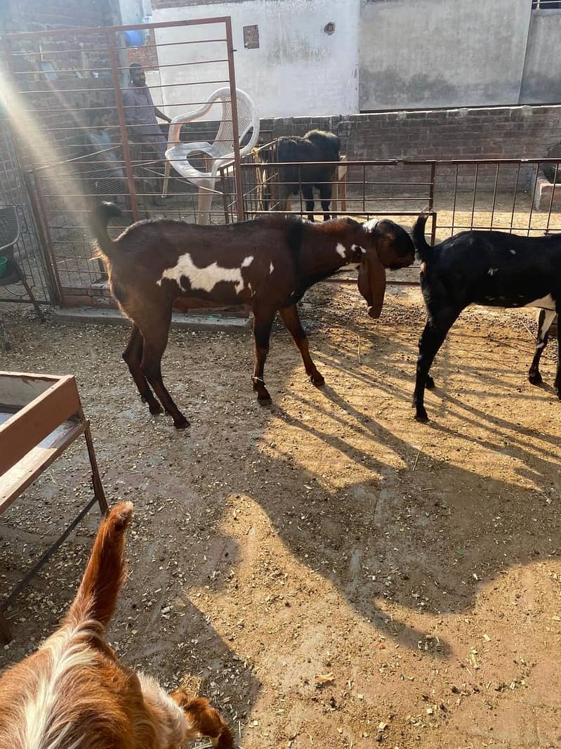 Breedar bakra 13