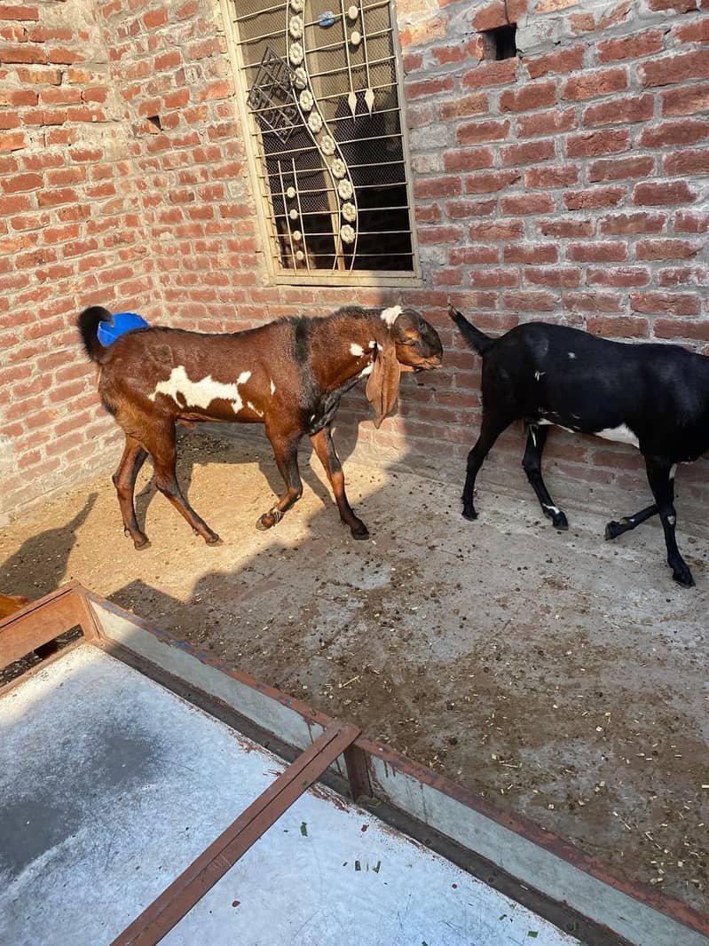 Breedar bakra 14