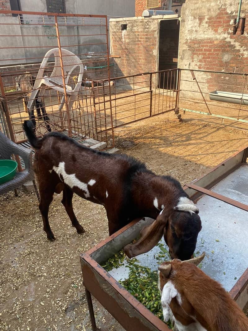 Breedar bakra 15