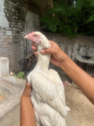 Mianwali Heera Aseel Madi – 10 Months Old – White Eye