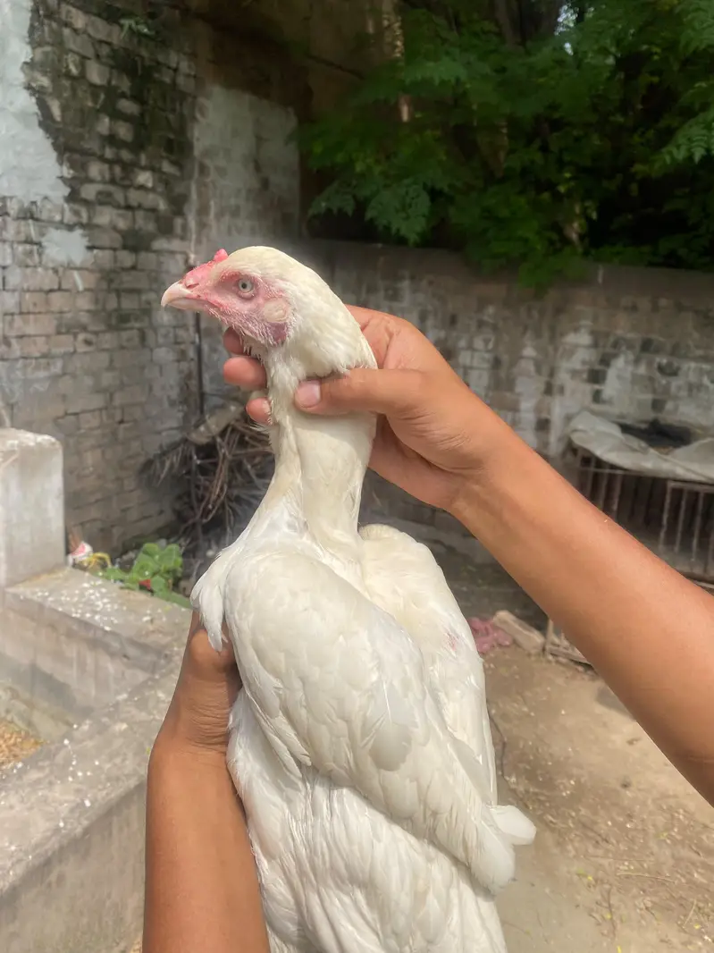 Mianwali Heera Aseel Madi – 10 Months Old – White Eye — photo 2