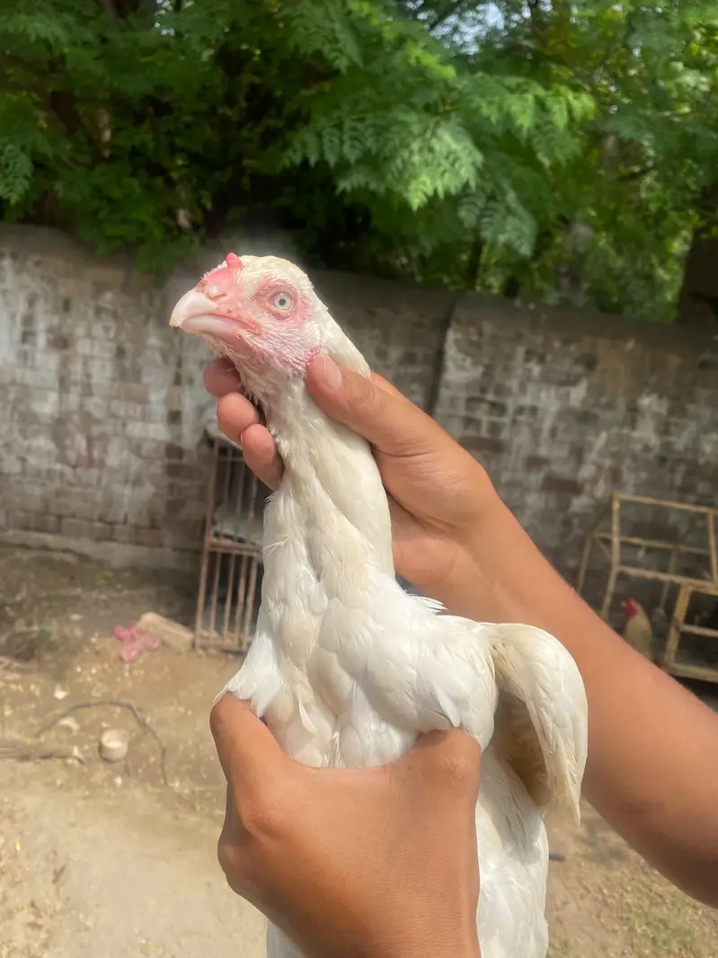 Mianwali Heera Aseel Madi – 10 Months Old – White Eye — photo 3