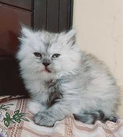 pure triple coated Persian kittens available in lahore